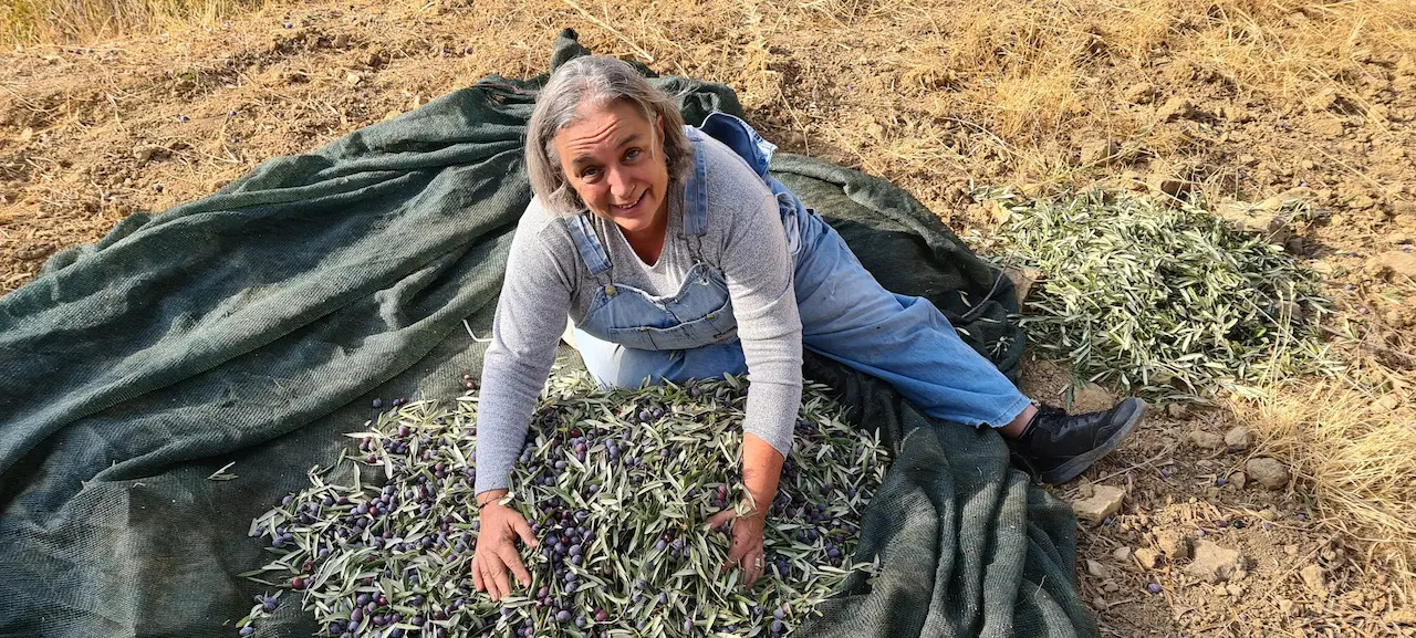 Aegean Olive Harvest