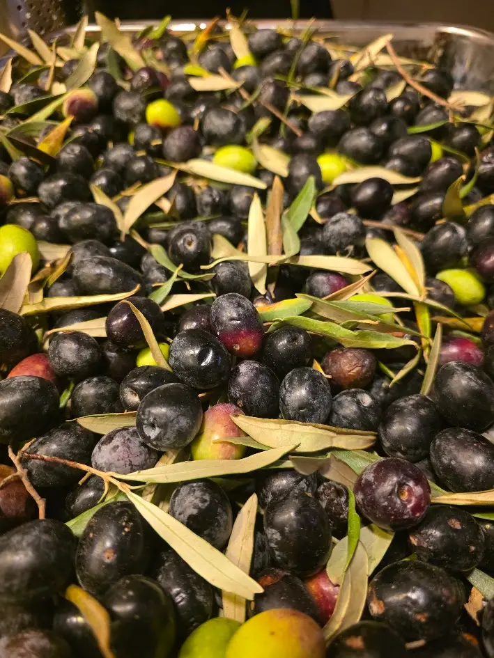 Seven Days Olive Harvesting