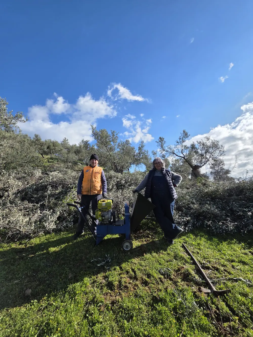 Seven Days Olive Harvesting