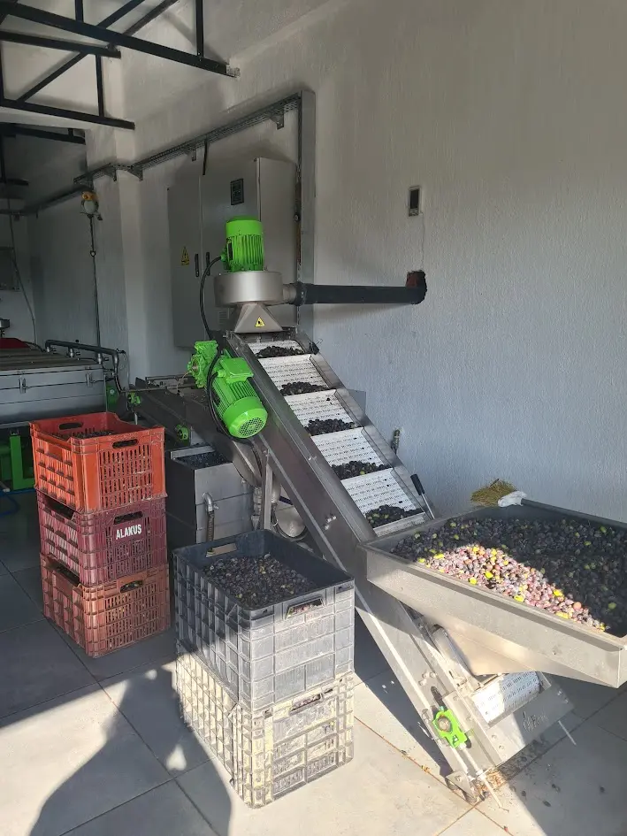 Seven Days Olive Harvesting